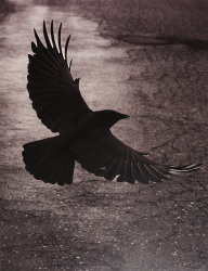 2026 Animal 3rd Place, Bhavani Drake, Port Townsend