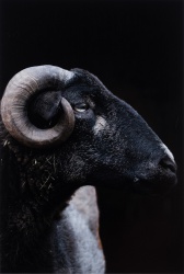 2025 Animal 4th Place, Eashan Gadhiraju, Eastlake
