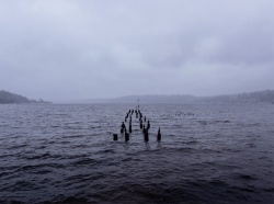 2025 Landscape Finalist, Maya O'Neill, Inglemoor