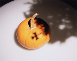 2025 Still Life Finalist, Zaden Ambalada, Kent Meridian