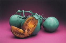 2025 Still Life Finalist, Callum Blatt, Newport