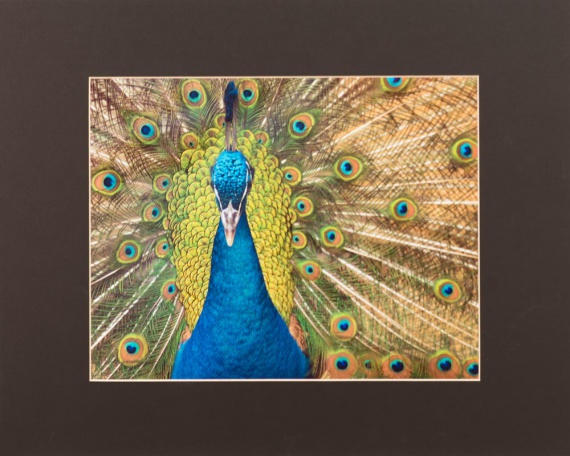 2016 Animal Finalist, Suppachote Avsarapong Kasame, Eisenhower