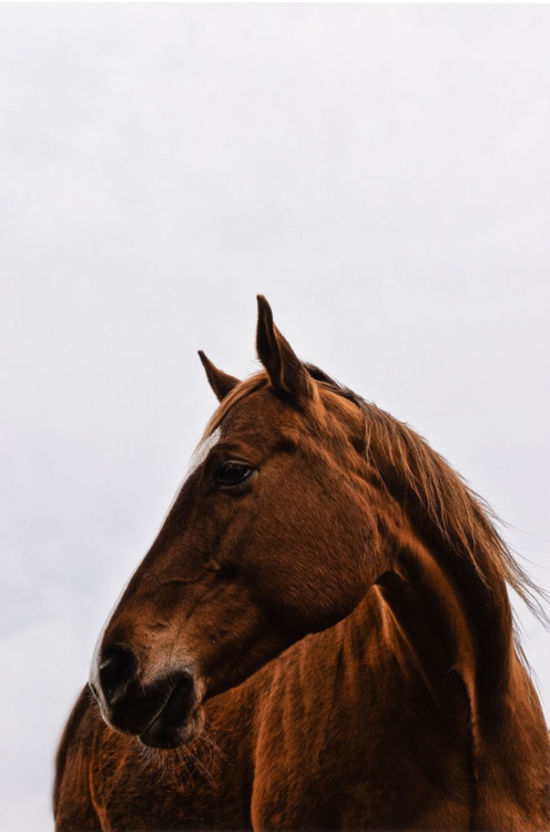 2022 Animal Finalist, Elisabeth Endres, Issaquah