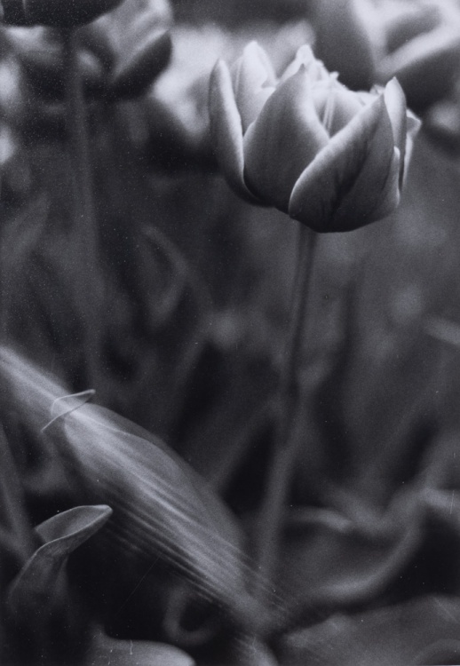 2025 Traditional Black & White Finalist, Nia Mittal, Inglemoor