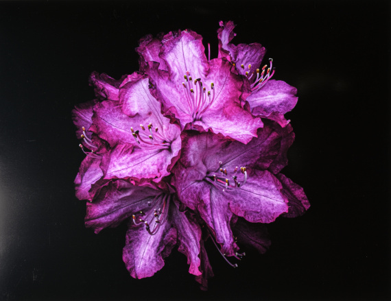 2026 Still Life Finalist, Addison Cash, Eisenhower